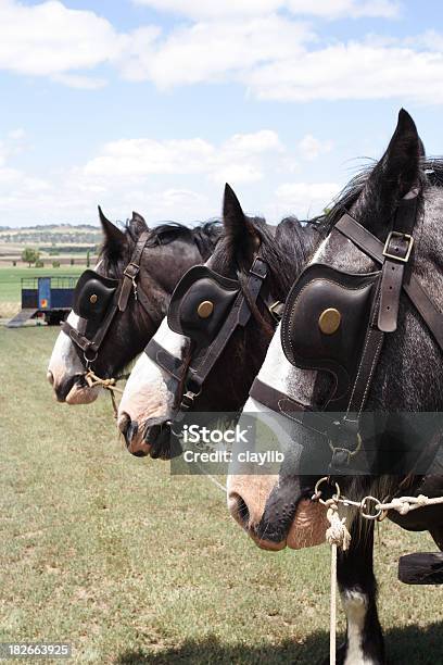 Cavalo Trio Calado - Fotografias de stock e mais imagens de Animal - Animal, Animal de carga, Antolhos