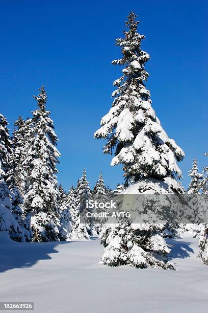 Bosque De Invierno Xiv Foto de stock y más banco de imágenes de Abeto - Abeto, Abeto Picea, Aire libre