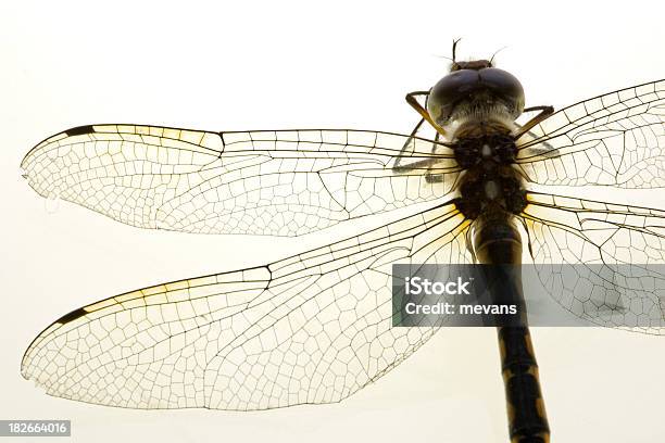 Libélula Detalle Foto de stock y más banco de imágenes de Ala de animal - Ala de animal, Animal, Animal muerto