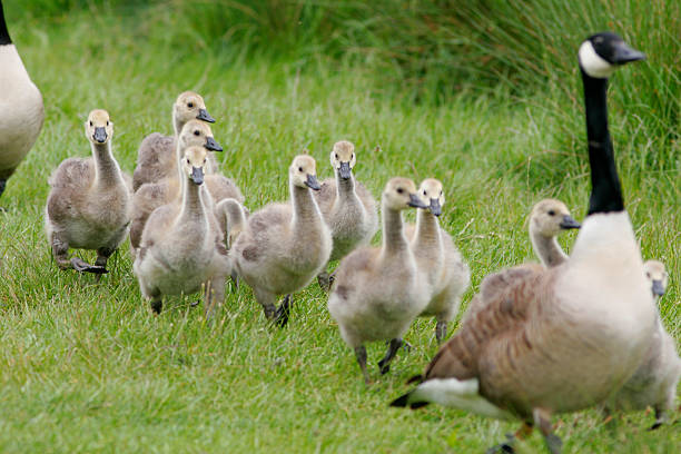 A Stream of baby Goslings (Canadian Geese) following their mother