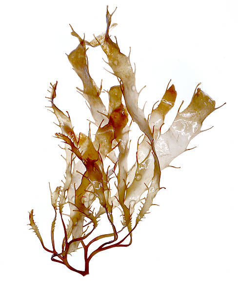 brown algae (seaweed) specimen - zeewier stockfoto's en -beelden