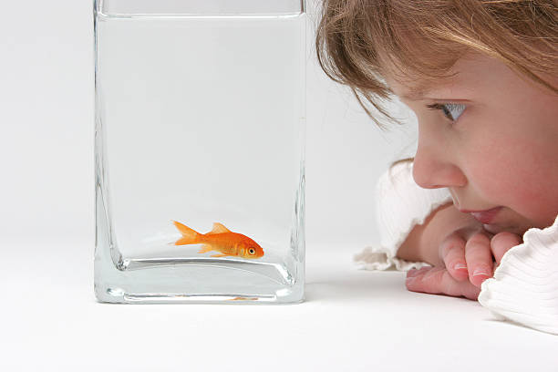 pesce rosso amico - desire effort reaching goldfish foto e immagini stock