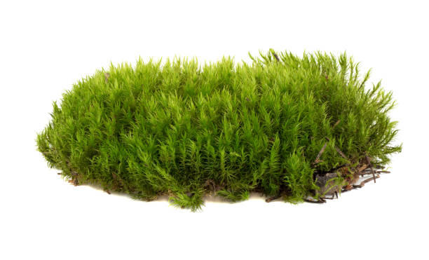 istock Fresh piece of green forest moss isolated on a white background 1826643190