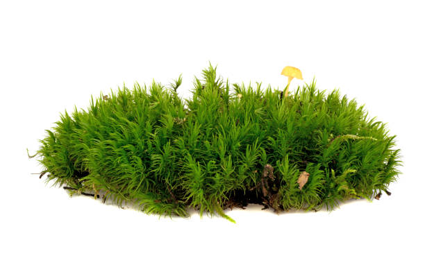 istock Fresh piece of green forest moss isolated on a white background 1826643747