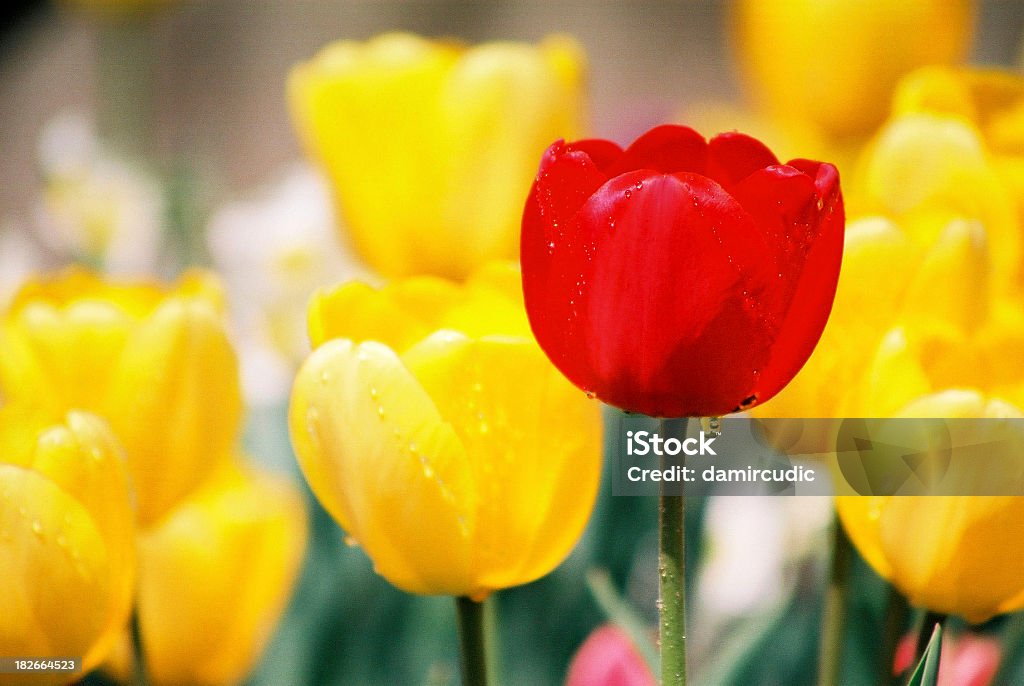 Gotas de lluvia de primavera con tulipanes - Foto de stock de Adulto libre de derechos