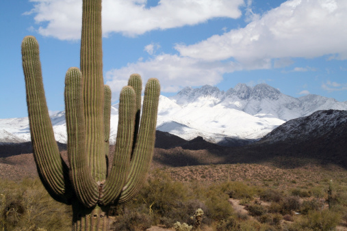 A saguaro cactus with a snow covered Four Peaks mountain in the background