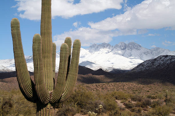 Saguaro Cactus Covered In Snow Stock Photo - Download Image Now - Snow,  Arizona, Desert Area - iStock