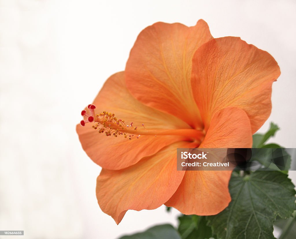 Flor de hibiscus naranja brillante - Foto de stock de Cabeza de flor libre de derechos