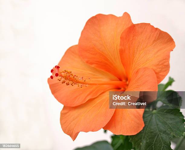 Photo libre de droit de Fleur Dhibiscus Orange Vif banque d'images et plus d'images libres de droit de Cadeau - Cadeau, Capitule, Couleur vive