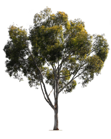 The classic California Eucalyptus tree.To see more isolated trees click on the link below: