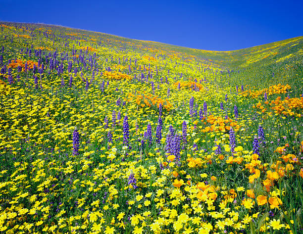 istock California Golden Poppies 182664849