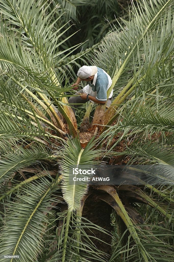 Récolter palm sap - Photo de Gomera libre de droits