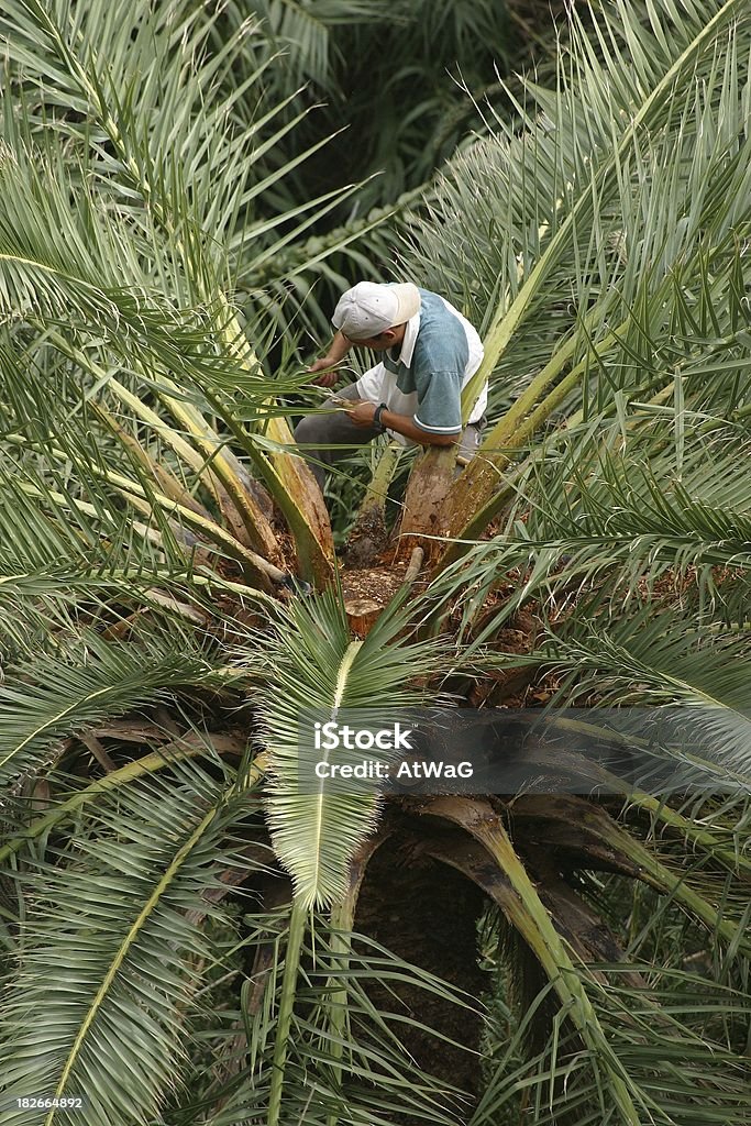 Zbiory palm sap - Zbiór zdjęć royalty-free (La Gomera)