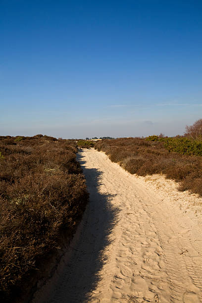 Sandbanks Beach "Moorland dunes on Sandbanks beach, Studland Bay in Dorset UK." studland heath stock pictures, royalty-free photos & images