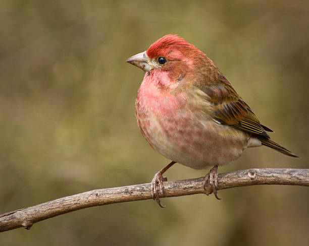 Purple Finch