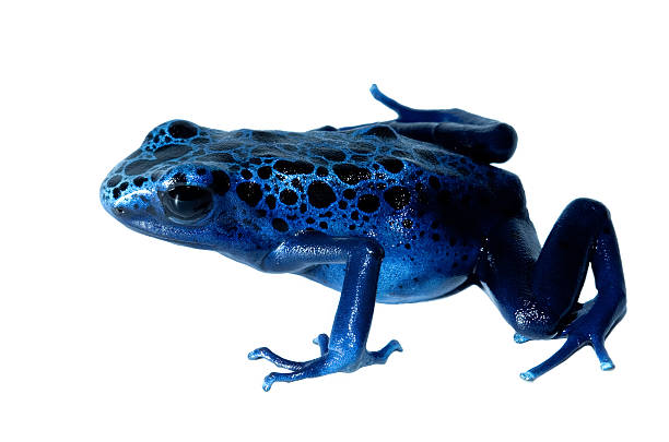블루 개구리. - blue poison arrow frog 뉴스 사진 이미지