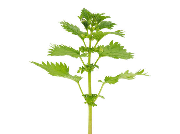 istock Small nettle isolated on white background, Urtica urtens 1826651118
