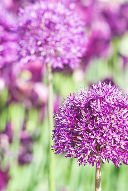 istock Allium hollandicum 'Purple Sensation' - VIII 182665209