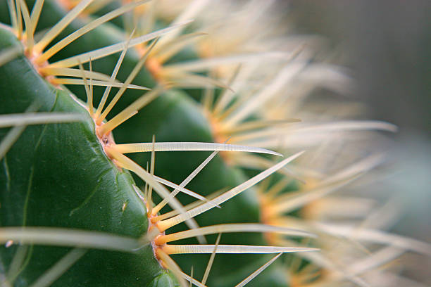 istock Detail shot of a cactus 182665251