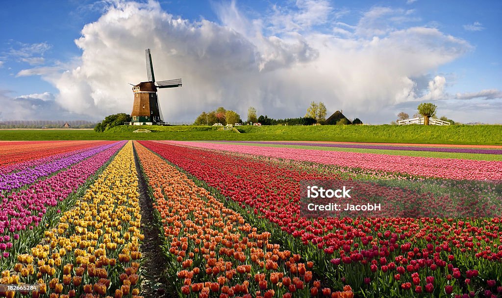 Typisch niederländischen Frühling Landschaft - Lizenzfrei Landschaft Stock-Foto