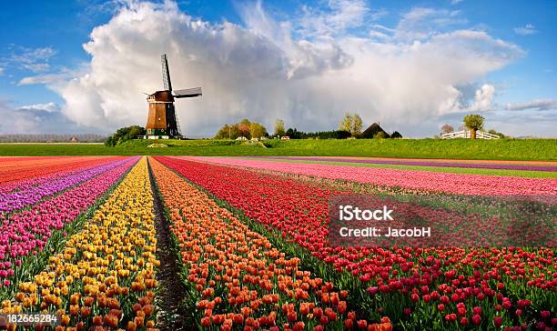 Típico Paisaje Holandés De Foto de stock y más banco de imágenes de Paisaje no urbano - Paisaje no urbano, Países Bajos, Cultura holandesa