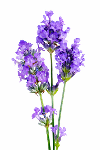 Pretty mauve lavender flowerheads