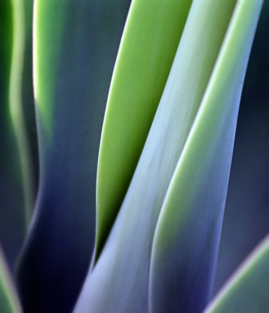 Close-up of a green health plant