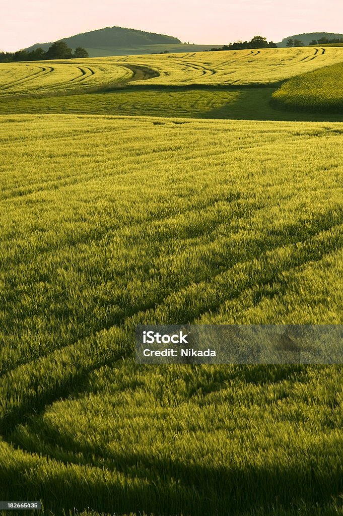 Maisfeld - Lizenzfrei Agrarbetrieb Stock-Foto