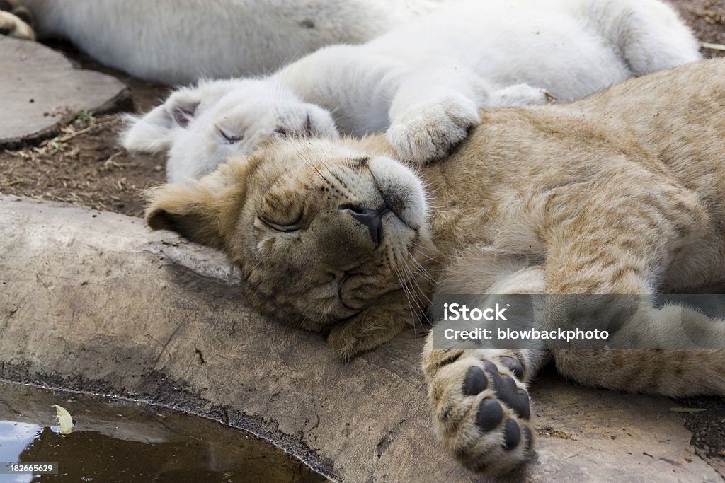 Os animais: Dormir Leão Cubs - Royalty-free Animal Foto de stock