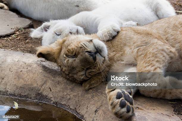 Os Animais Dormir Leão Cubs - Fotografias de stock e mais imagens de Animal - Animal, Confortável, Cria