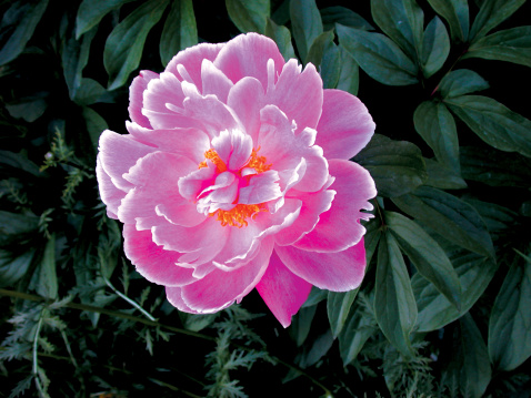 An artistic photo of a pink peony.  It has been very popular. Looks more like a painting
