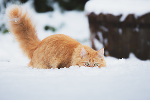 A playful ginger tabby cat crouching in the snow on a winter day in Scotland, UK.