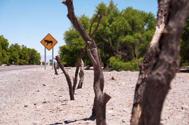 Wildlife protection sign on the road in San Pedro de Atacama Town, Chile