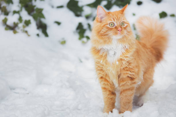 istock Carl in the Snow 1826657564