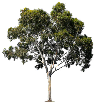 Árbol de eucalipto photo
