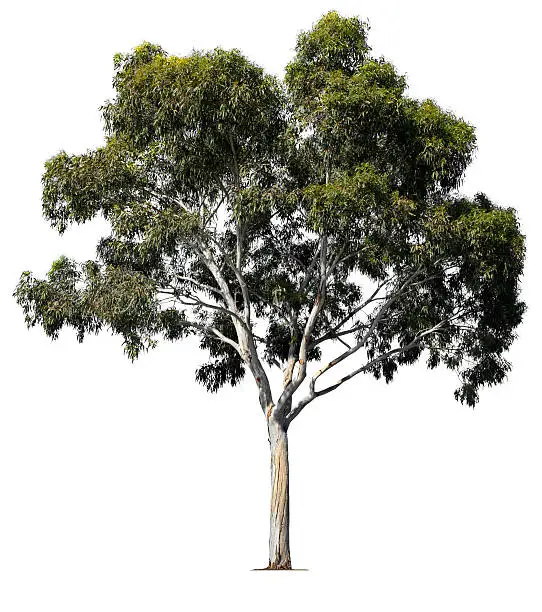 The classic California Eucalyptus tree.To see more isolated trees click on the link below: