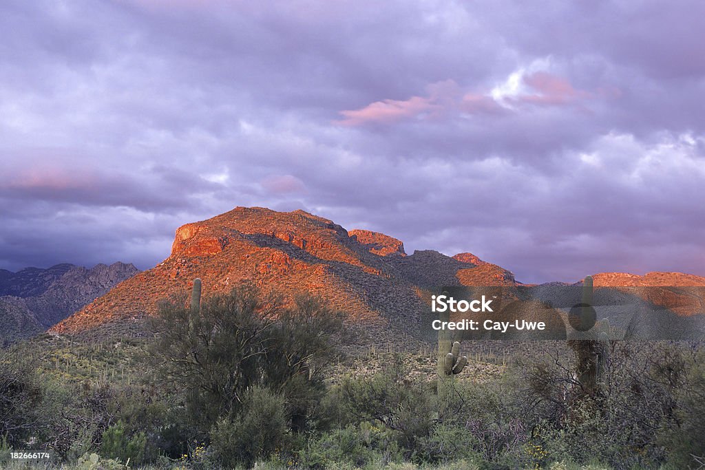 Cimes ensoleillées de Sabino Canyon - Photo de Tucson libre de droits