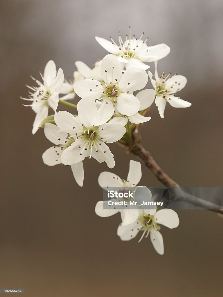 Chinesische Wildbirne Blossom - Lizenzfrei Baum Stock-Foto