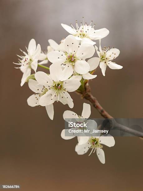 ブラッドフォードナシの花 - ナシのストックフォトや画像を多数ご用意 - ナシ, マクロ撮影, 人物なし