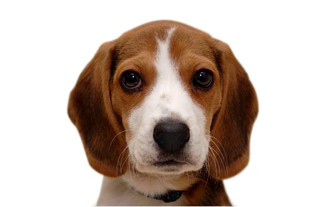 Beagle Puppy stock photo