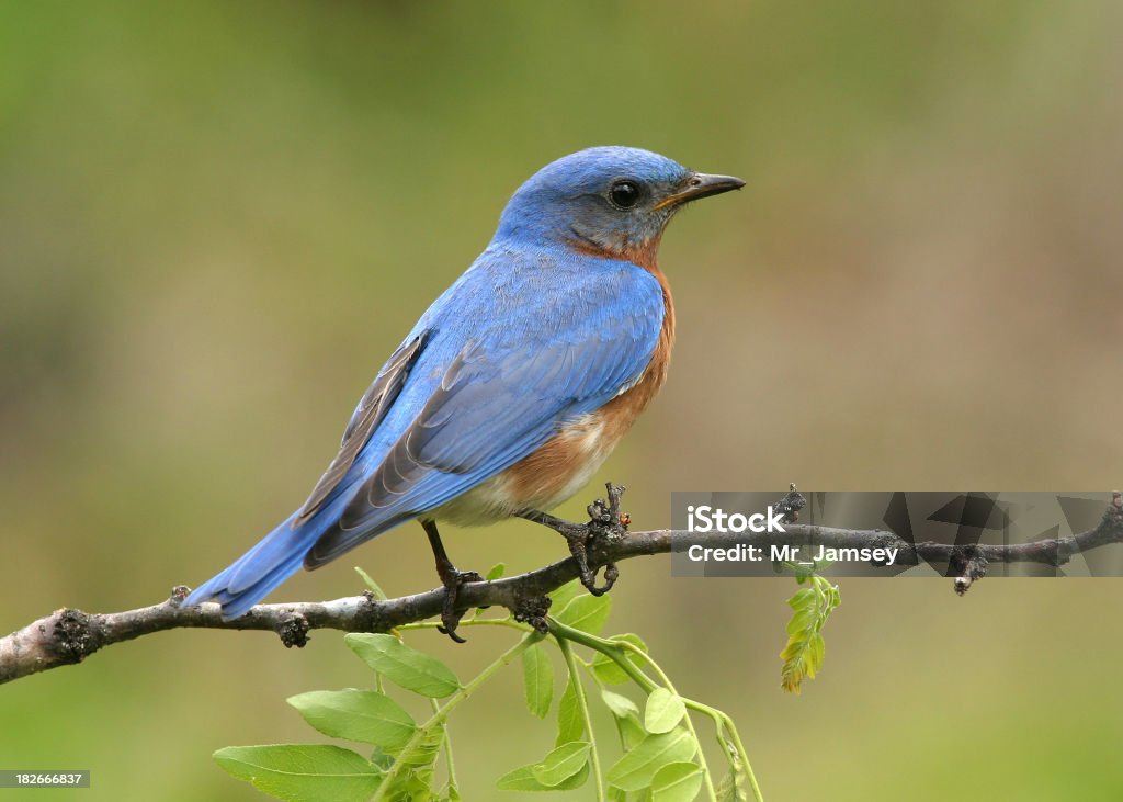 Blue Bird macho oriental - Foto de stock de Ala de animal libre de derechos