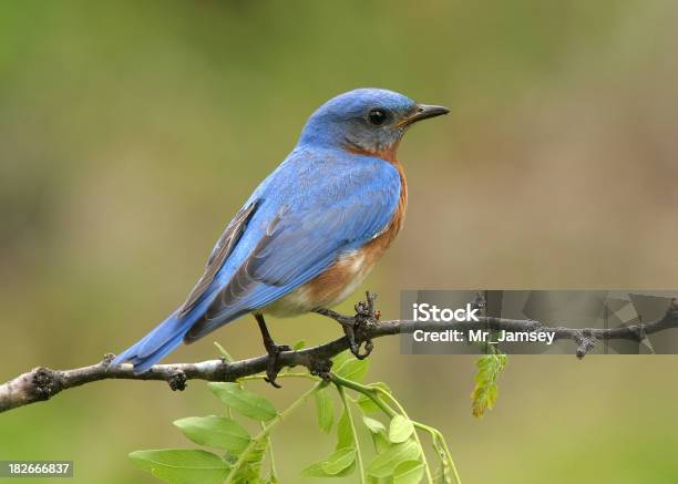 Blue Bird Macho Oriental Foto de stock y más banco de imágenes de Ala de animal - Ala de animal, Animal, Azul