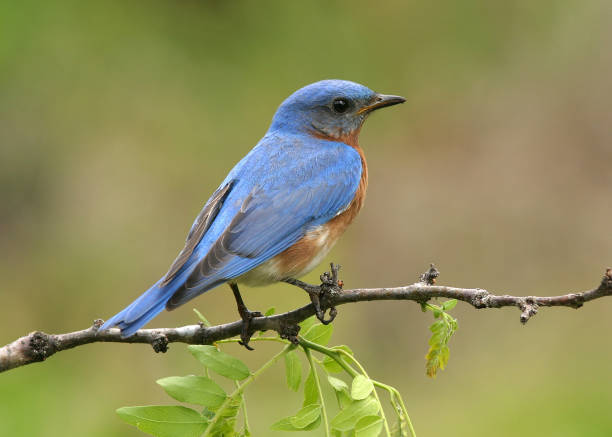 雄東洋のブルーバード - bird bluebird missouri perching ストックフォトと画像