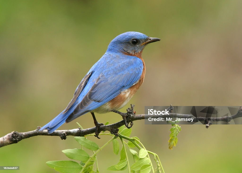 Mężczyzna Eastern Blue Bird - Zbiór zdjęć royalty-free (Błękitnik)