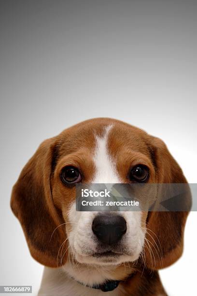 Beagle Puppy Vertical Stock Photo - Download Image Now - Animal, Beagle, Canine - Animal