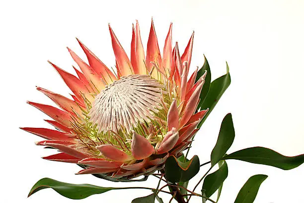 South African protea flower isolated on a white background