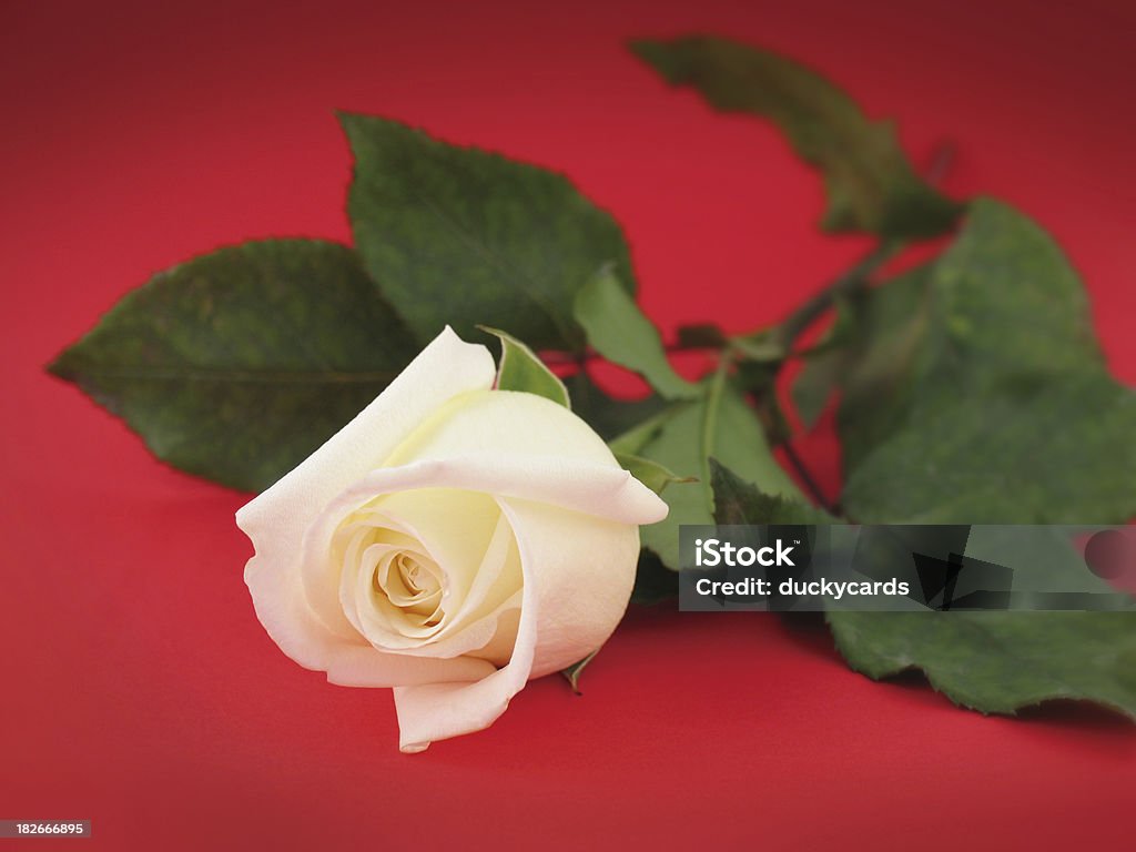 White Rose auf Rot - Lizenzfrei Bildschärfe Stock-Foto