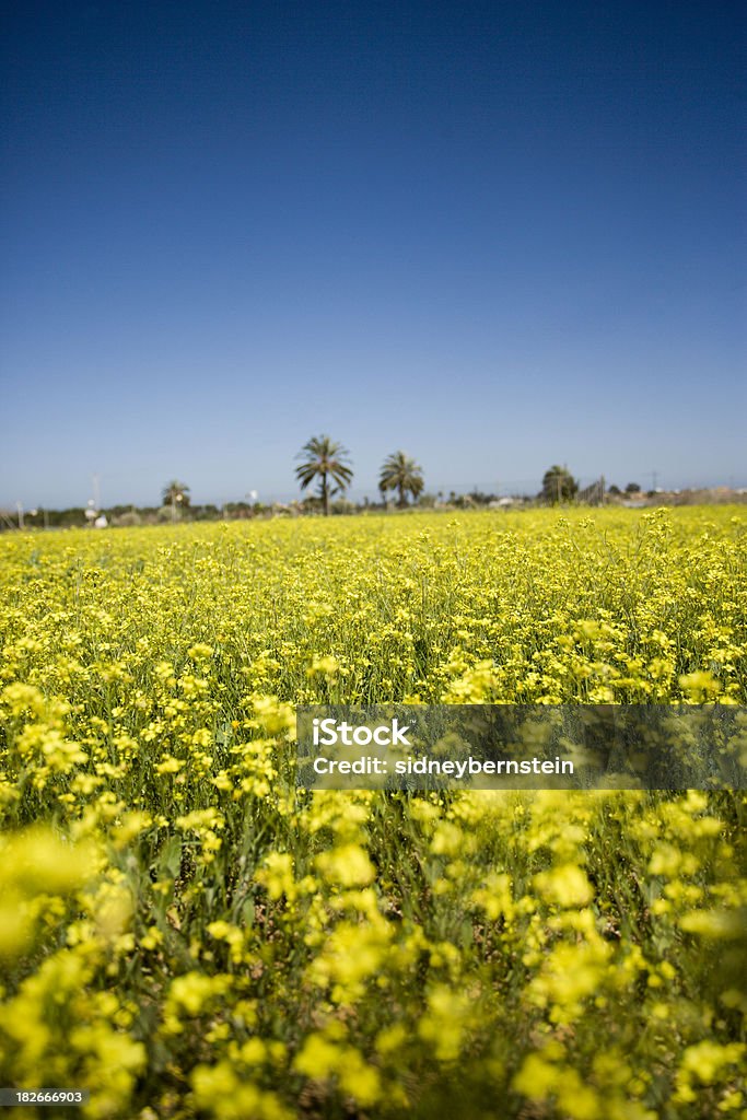 Amarelo campo 2 - Foto de stock de Agricultura royalty-free
