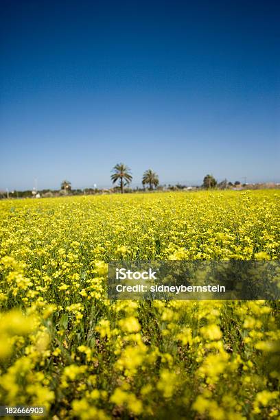 Foto de Amarelo Campo 2 e mais fotos de stock de Agricultura - Agricultura, Amarelo, Anti-histamínico