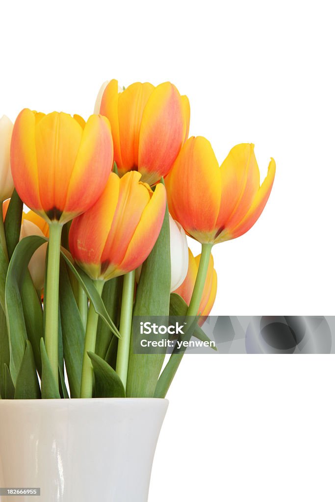 Tulipes - Photo de Capitule libre de droits